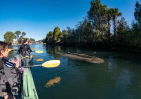 Family-friendly day trip: swim with manatees in Crystal River, Florida