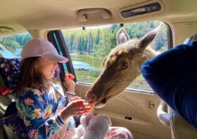 Parc Omega: a family-friendly Canadian safari